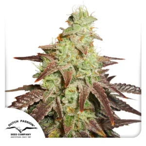 Dutch Passion Auto Night Queen – 3 Samen