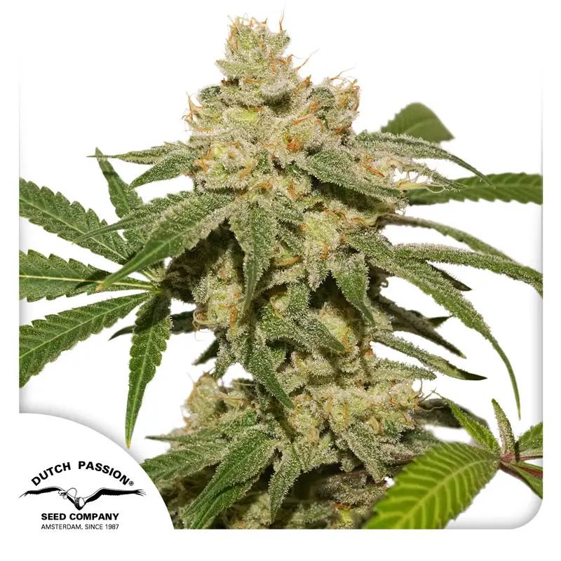 Auto Oh My Gusher Dutch Passion seed company