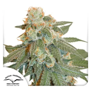 Dutch Passion Auto Orange Bud – 3 Samen