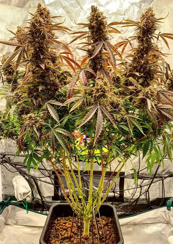 Auto Power Plant Dutch Passion Seed company v2B