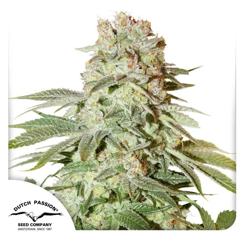 Auto Power Plant Dutch Passion Seed company