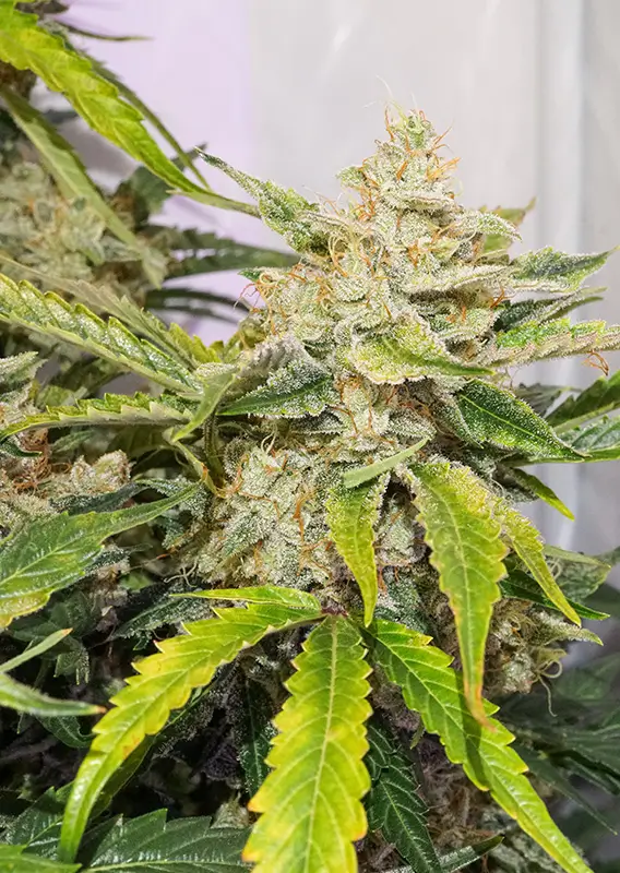 Auto Skywalker Haze Dutch Passion Seed company v2C