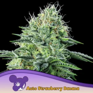Anesia Seeds Auto Strawberry Banana – 3 Samen