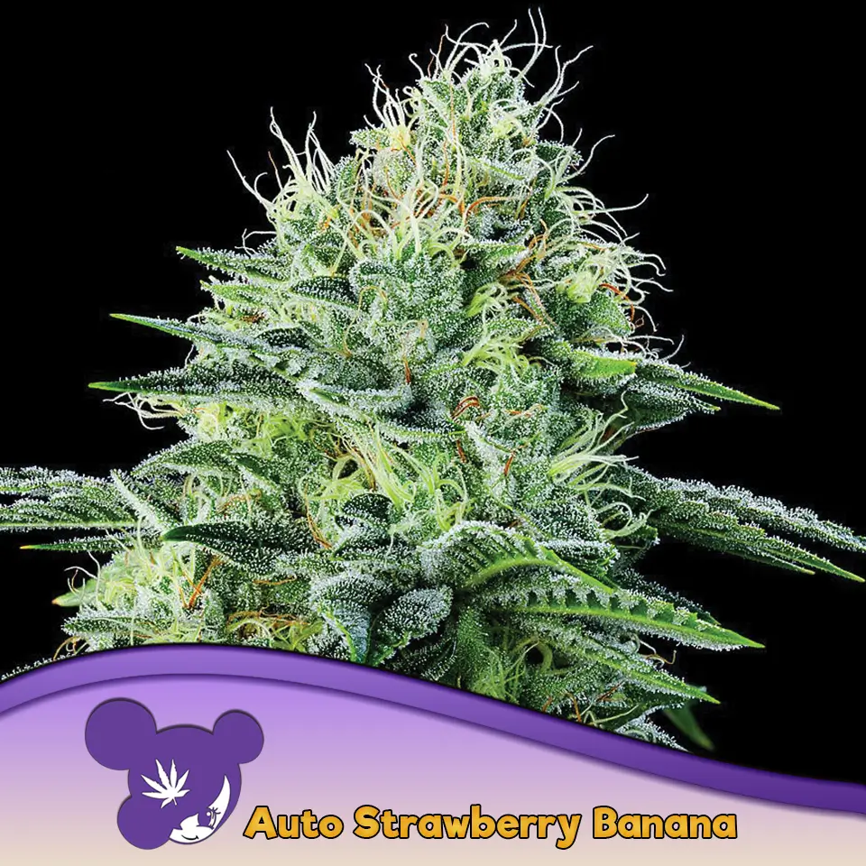 Auto Strawberry Banana 960x960