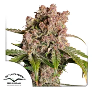 Dutch Passion Auto Strawberry Soda – 3 Samen