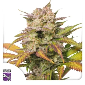 Dutch Passion Auto Sweet Bourbon Kush – 3 Samen
