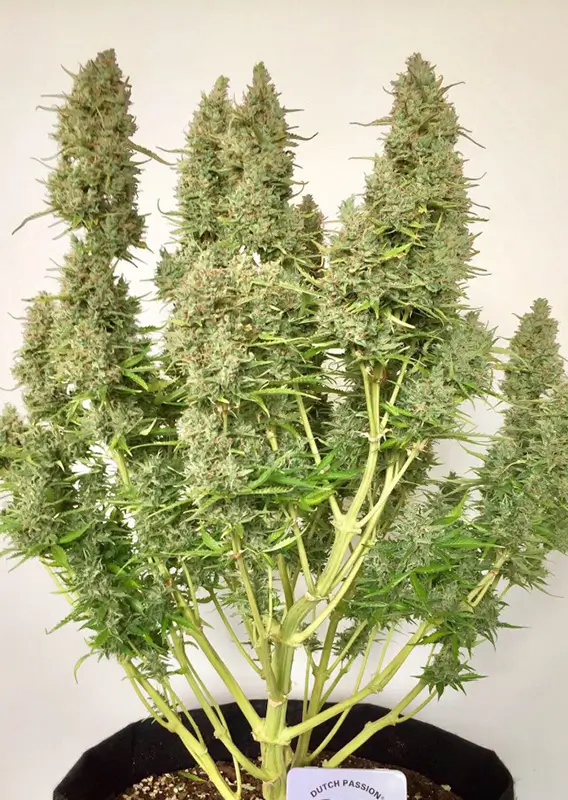 Auto Ultimate Dutch Passion Seed company v2B