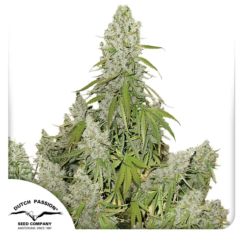 Auto Ultimate Dutch Passion Seed company
