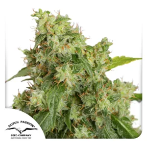 Dutch Passion Auto Xtreme Haze – 3 Samen