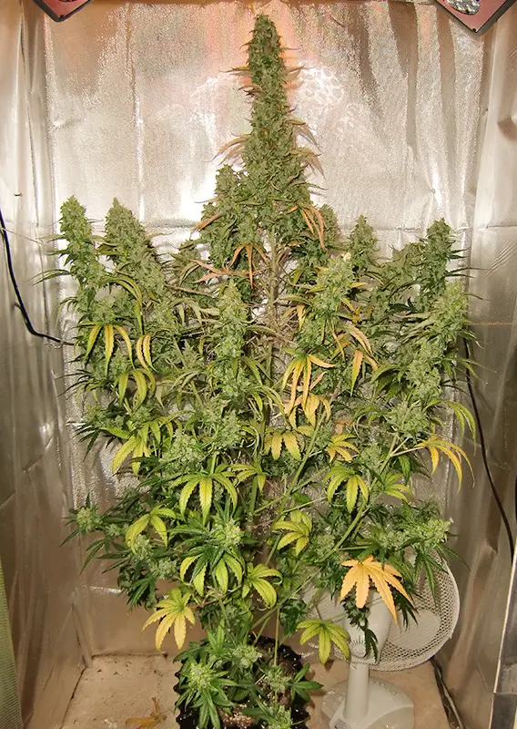 Auto Xtreme Dutch Passion Seed company v2B