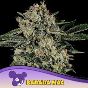 Anesia Seeds Banana MAC – 3 Samen