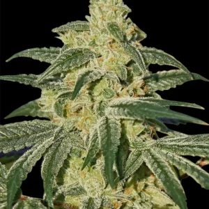 Barneys Farm Afghan Hash Plant – 1 Samen