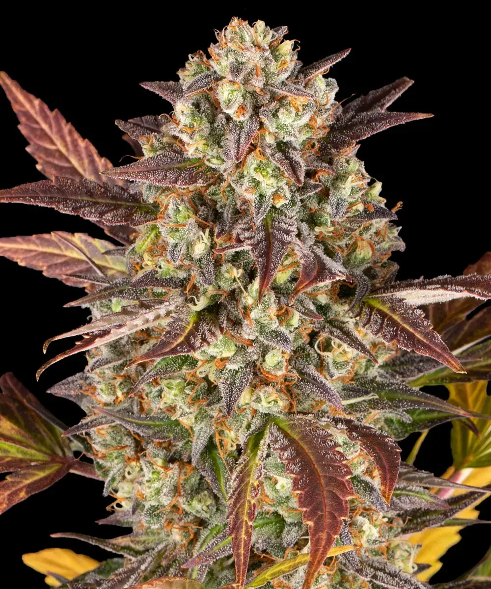 Barneys Farm Amnesia Haze Auto