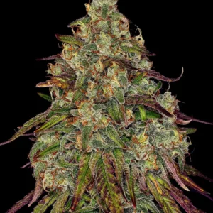 Barneys Farm Amnesia Lemon