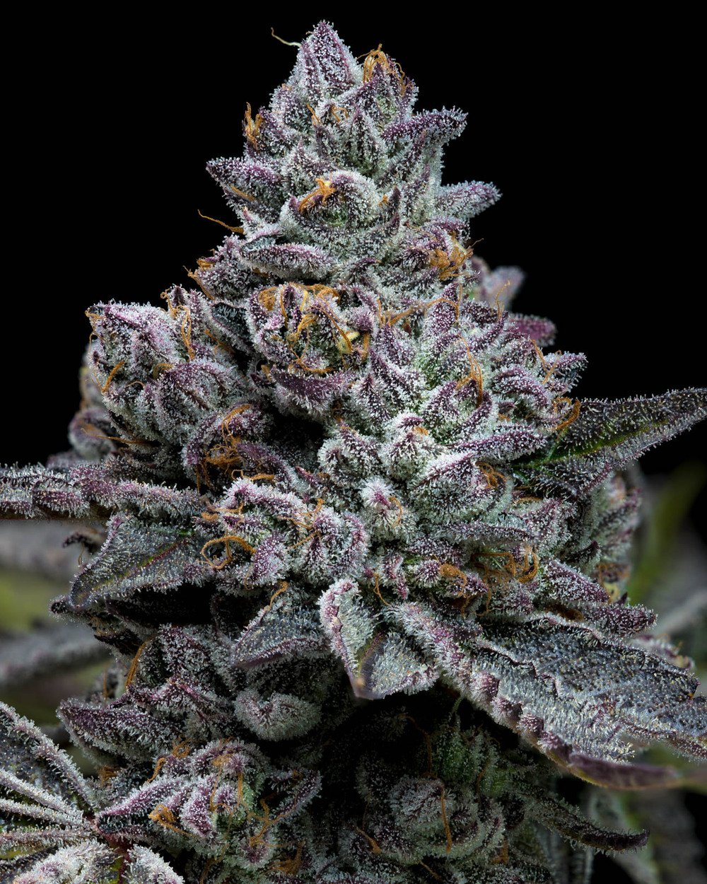 Barneys Farm Apple Fritter 2