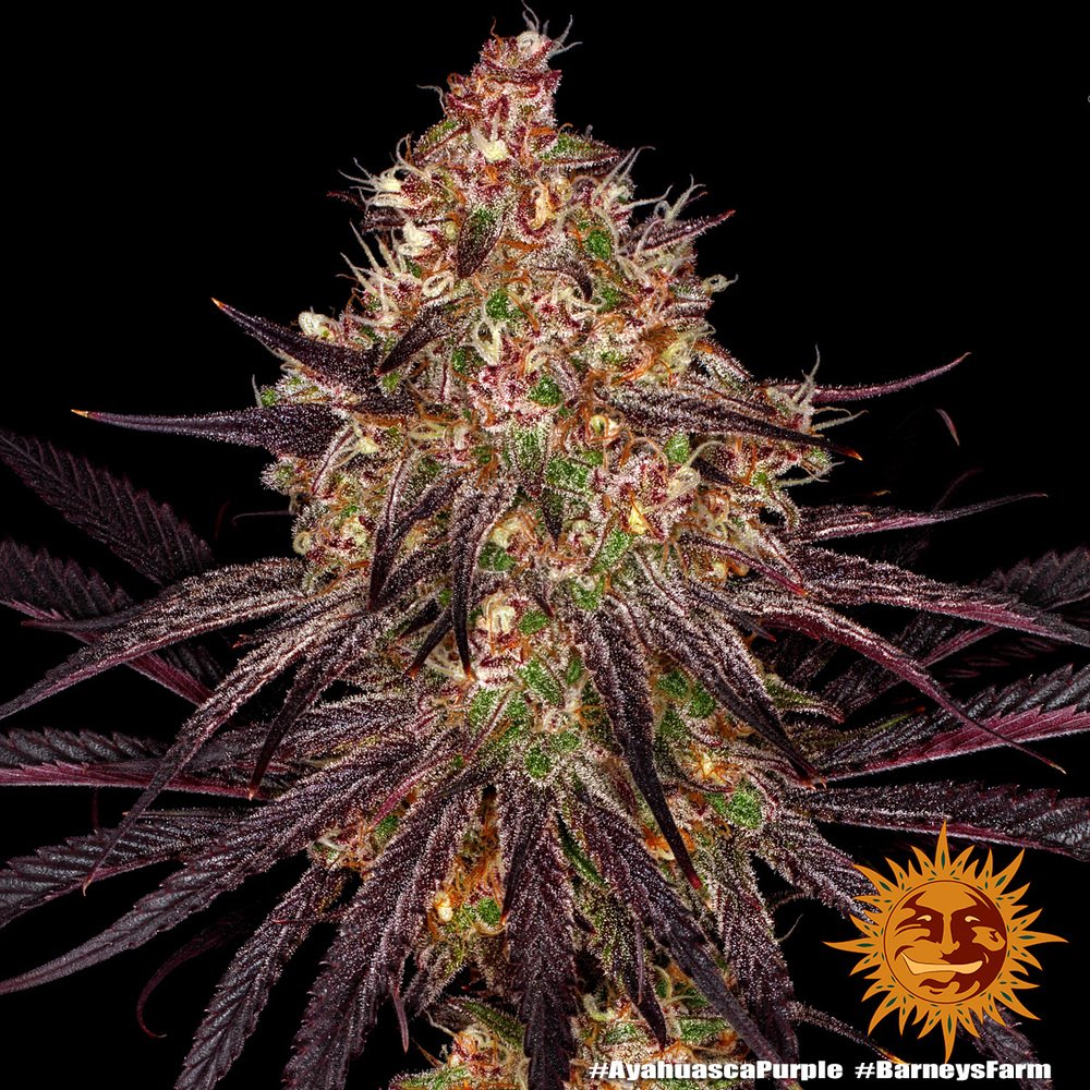 Barneys Farm Ayahuasca Purple 3
