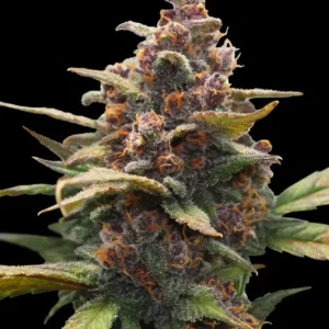 Barneys Farm Ayahuasca Purple 3er Pack + 3er Giftpack Gratis dazu