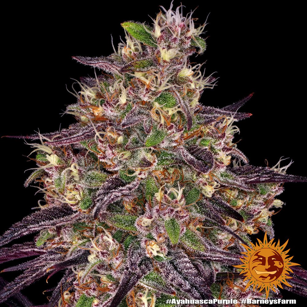 Barneys Farm Ayahuasca Purple 8
