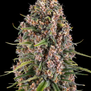 Barneys Farm Blue Cheese