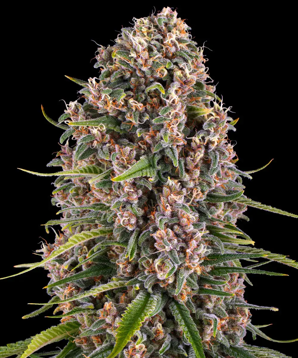 Barneys Farm Blue Cheese