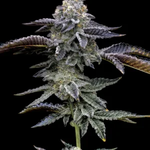 Barneys Farm Blue Dream 3er Pack + 3er Gift Pack gratis