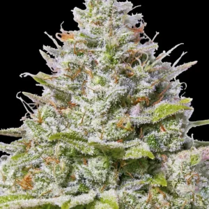 Barneys Farm Blue Gelato 41