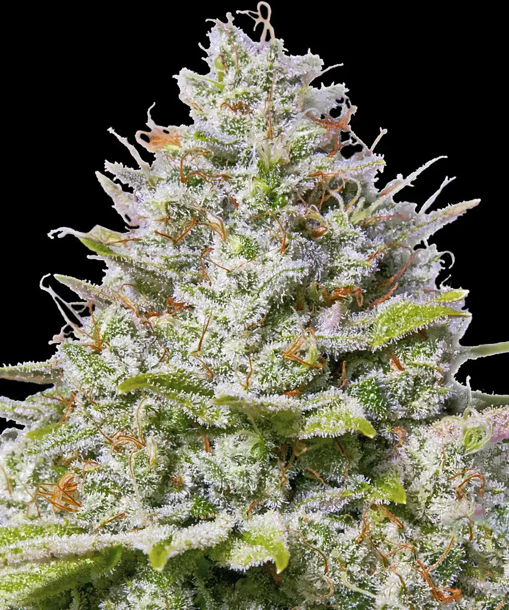 Barneys Farm Blue Gelato 41
