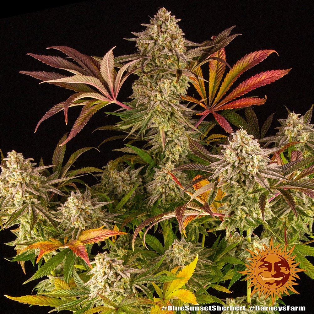 Barneys Farm Blue Sunset Sherbert 10