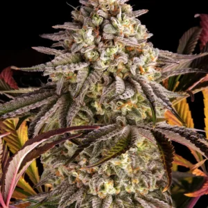 Barneys Farm Blue Sunset Sherbert 3er Pack + 3er Gift Pack gratis