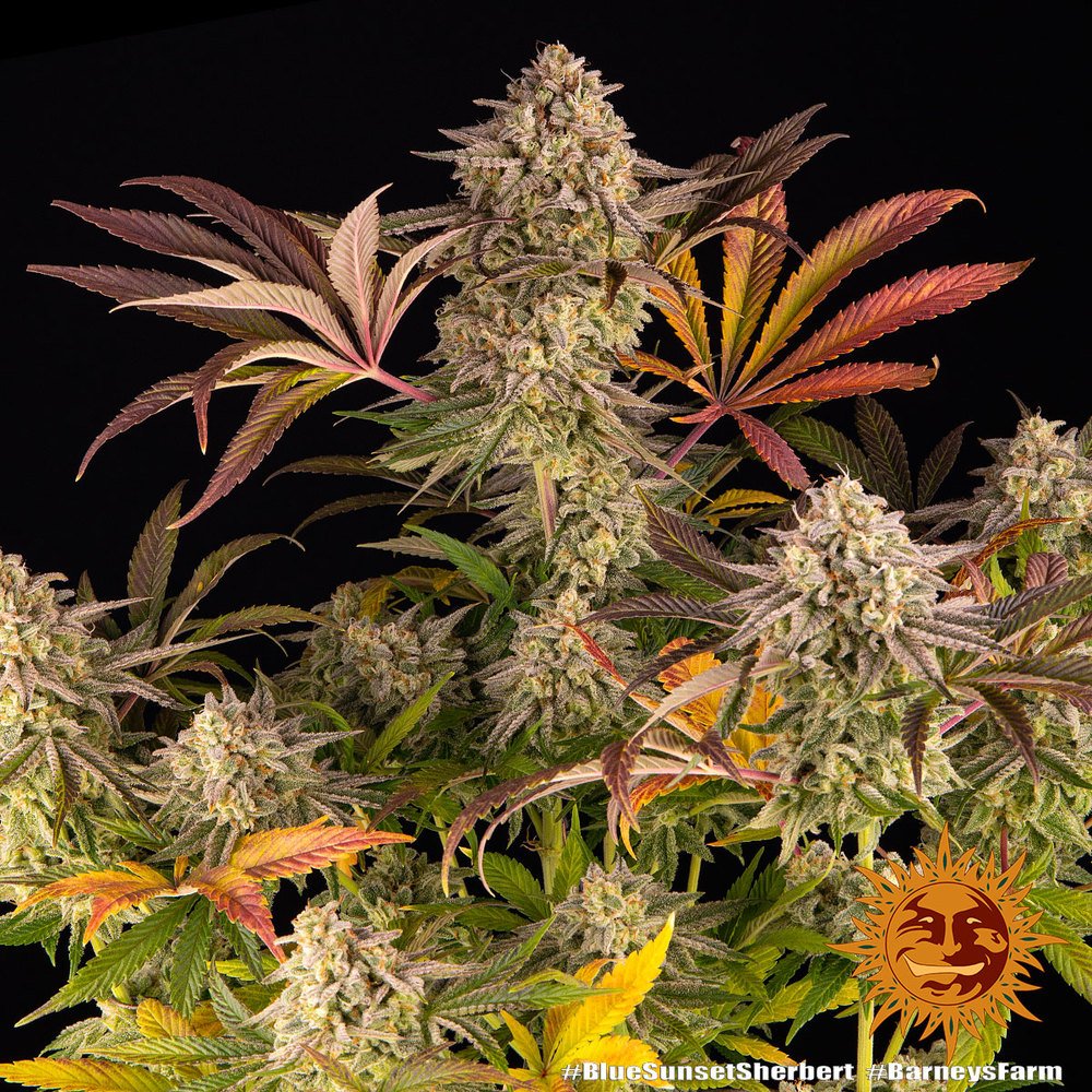 Barneys Farm Blue Sunset Sherbert 4