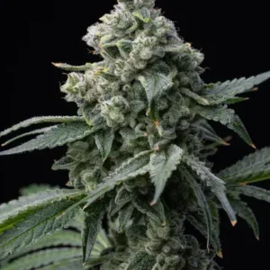 Barneys Farm Bruce Banner 3er Pack + 3er Giftpack Gratis dazu