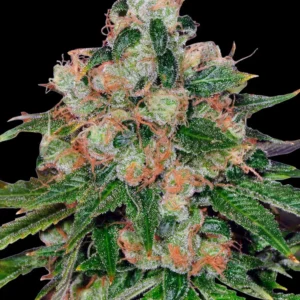Barneys Farm CBD Caramel – 10 Samen