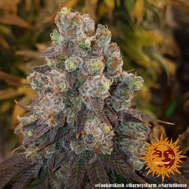 Barneys Farm Cookies Kush 3er Pack + 3er Giftpack Gratis dazu – Bild 11