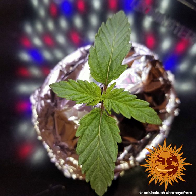 Barneys Farm Cookies Kush 3er Pack + 3er Giftpack Gratis dazu – Bild 3