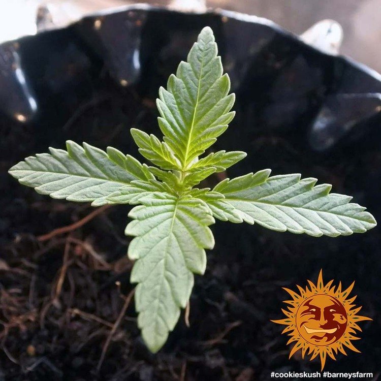 Barneys Farm Cookies Kush 3