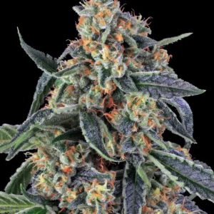 Barneys Farm Cookies Kush 3er Pack + 3er Giftpack Gratis dazu