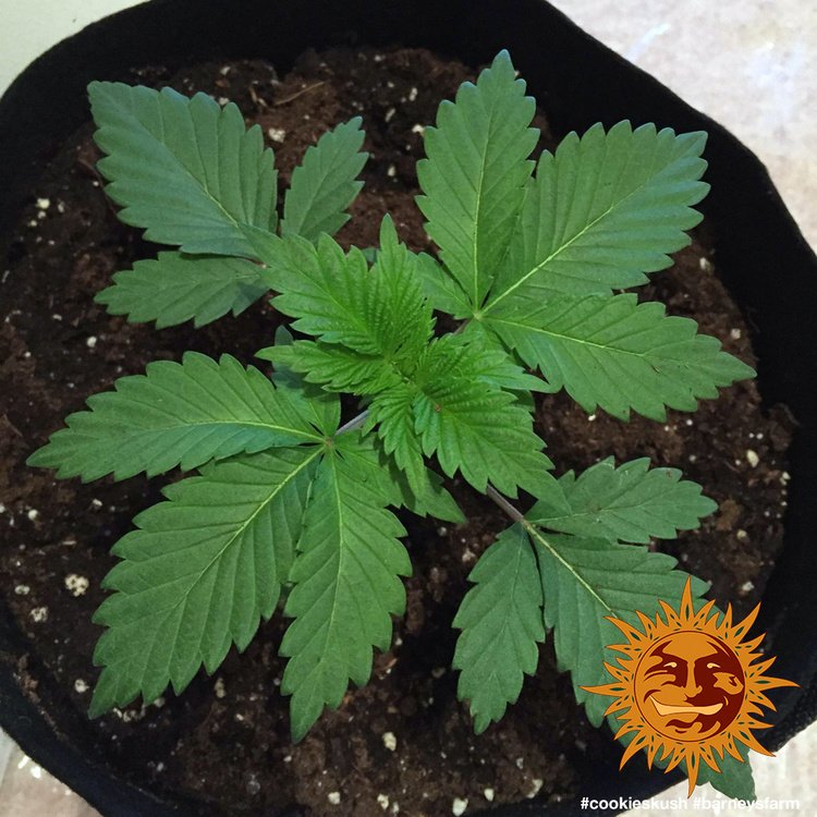 Barneys Farm Cookies Kush 4