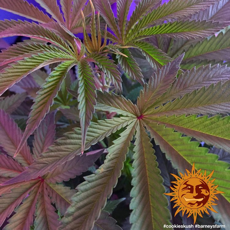 Barneys Farm Cookies Kush 5