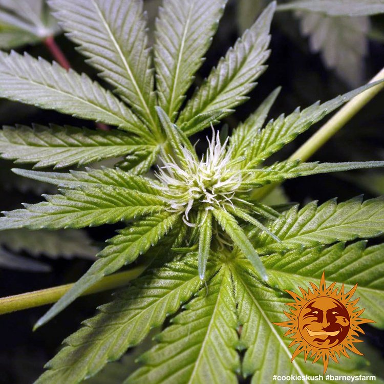 Barneys Farm Cookies Kush 6
