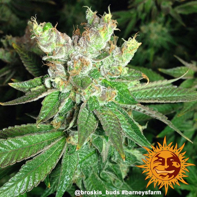 Barneys Farm Cookies Kush 8
