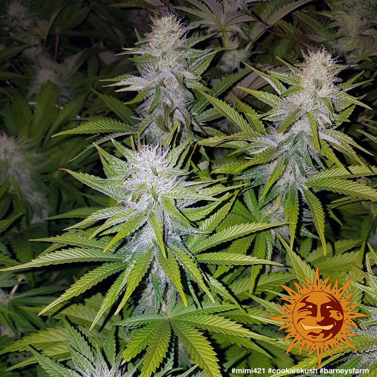 Barneys Farm Cookies Kush 9