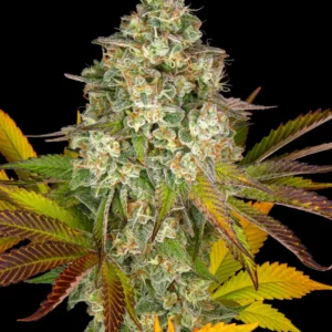 Barneys Farm Cookies Kush Auto 5er Pack + 5er Giftpack Gratis dazu