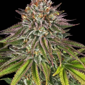 Barneys Farm Critical Kush 3er Pack + 3er Gift Pack gratis