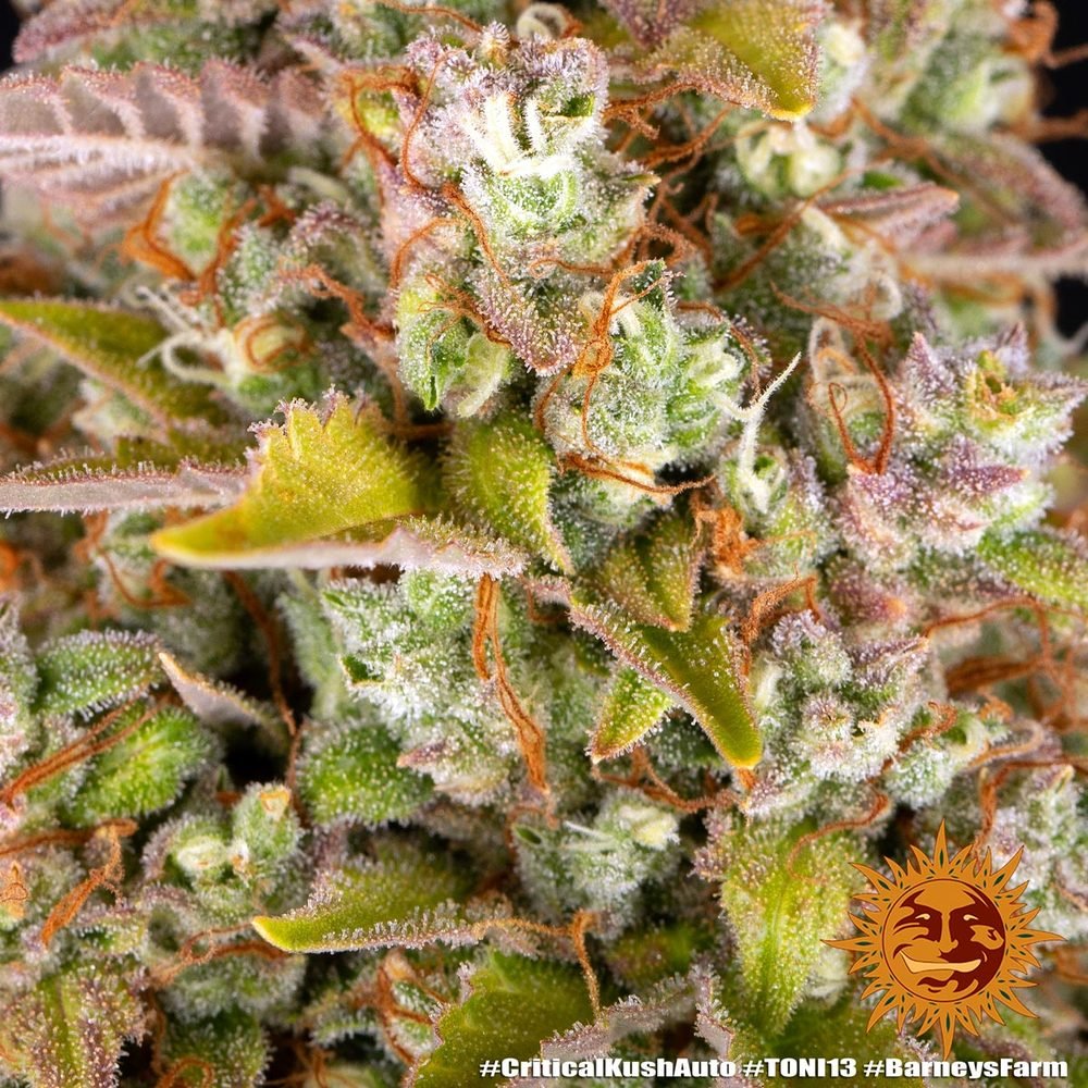 Barneys Farm Critical Kush Auto 10