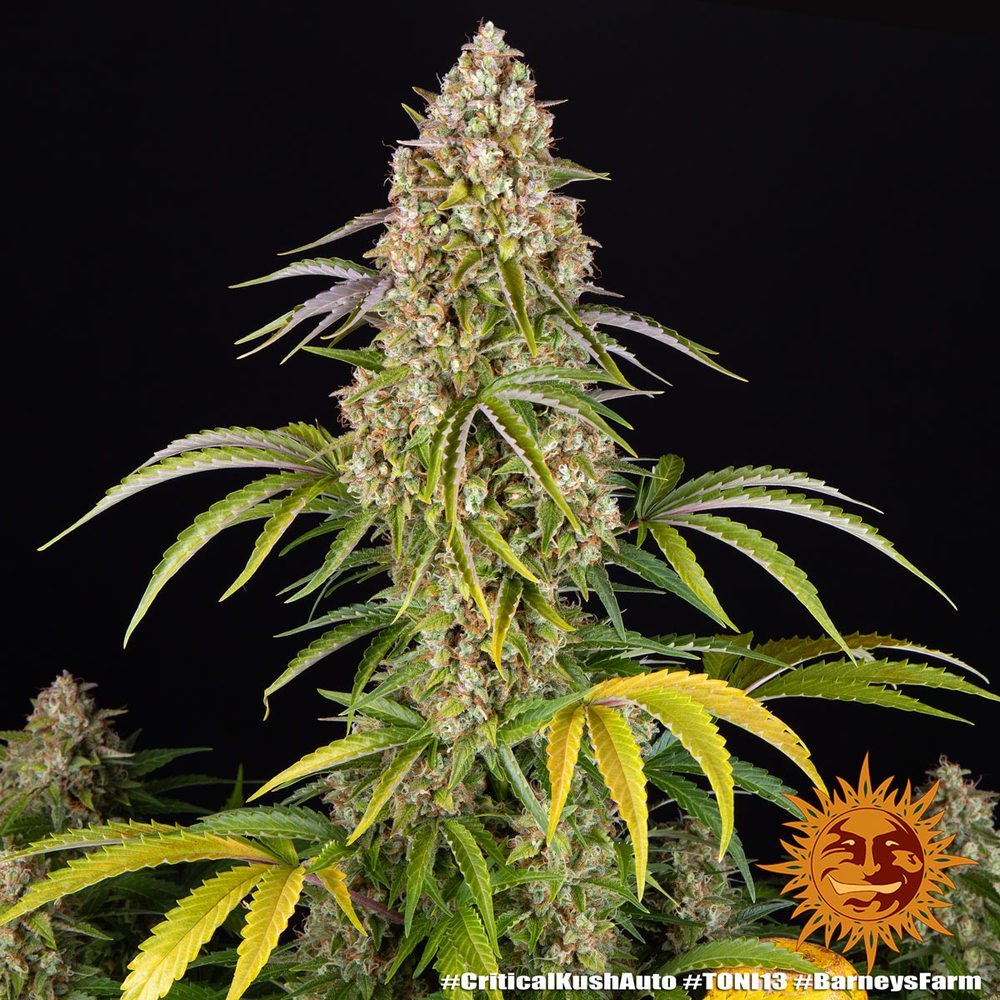 Barneys Farm Critical Kush Auto 2