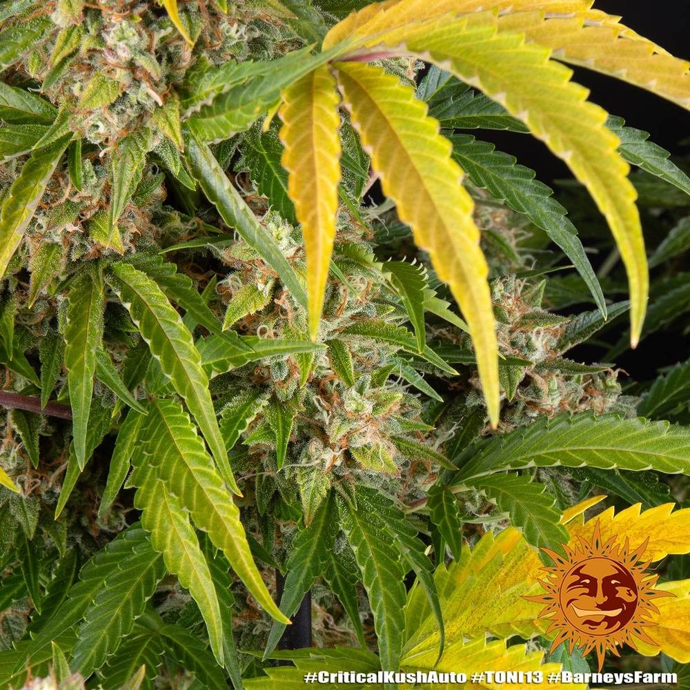 Barneys Farm Critical Kush Auto 3