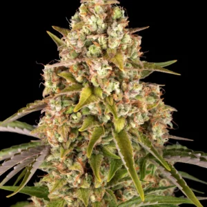 Barneys Farm Critical Kush Auto 3er Pack + 3er Giftpack Gratis dazu