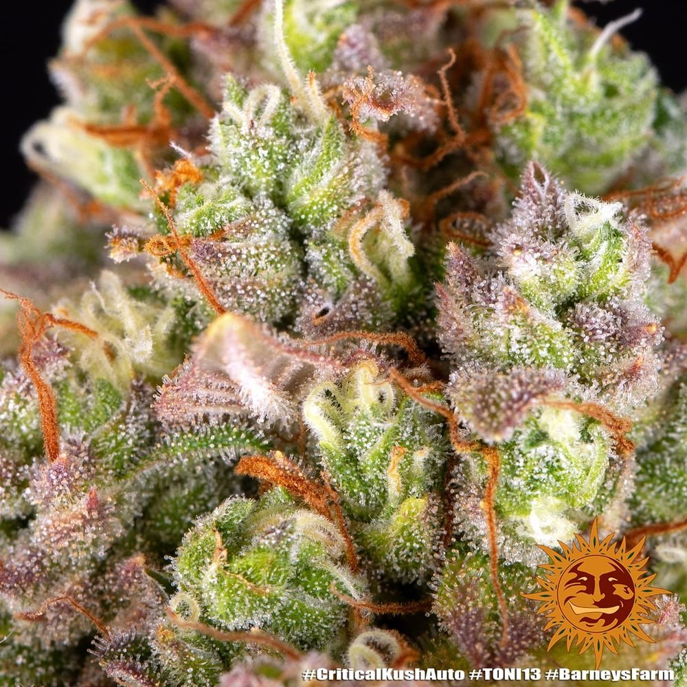 Barneys Farm Critical Kush Auto 4