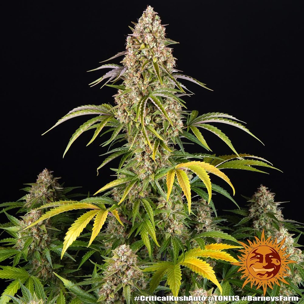 Barneys Farm Critical Kush Auto 5