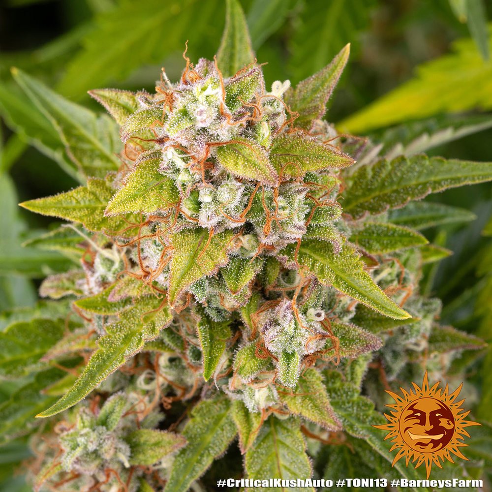 Barneys Farm Critical Kush Auto 6